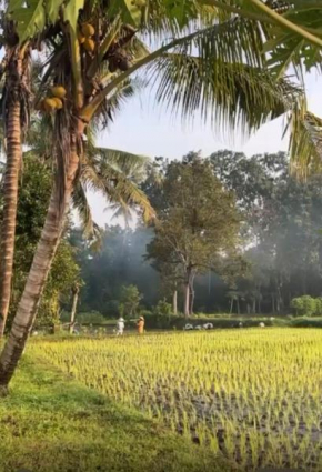 Tepi Sawah Syariah Homestay